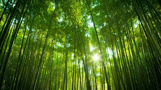 Windows 7官方桌面主题：《森林》《树苗》