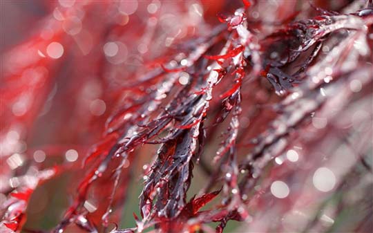 Windows 7官方桌面主题：《花园》（Garden）