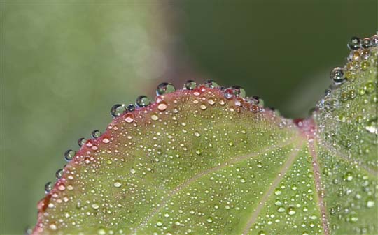 Windows 7官方桌面主题：《花园》（Garden）