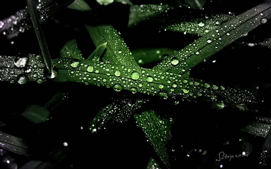 下载：Windows 7/Windows 8桌面主题：《雨露》