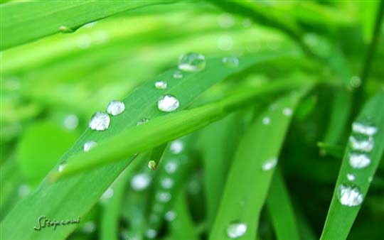 下载：Windows 7/Windows 8桌面主题：《雨露》