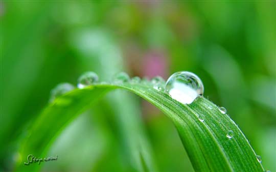 下载：Windows 7/Windows 8桌面主题：《雨露》