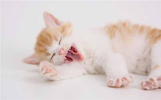Win7/Win8官方通用桌面主题：《沉睡的小猫咪》