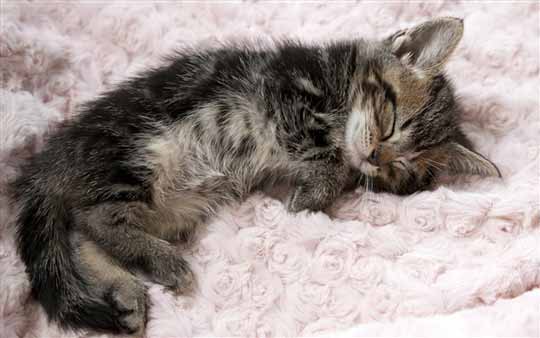 Win7/Win8官方通用桌面主题：《沉睡的小猫咪》