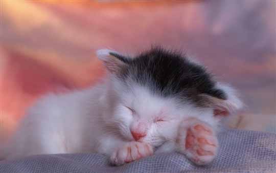 Win7/Win8官方通用桌面主题：《沉睡的小猫咪》