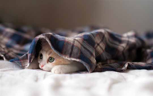Win7/Win8官方通用桌面主题：《沉睡的小猫咪》