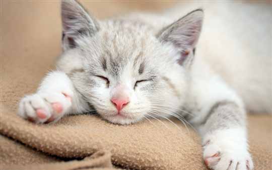 Win7/Win8官方通用桌面主题：《沉睡的小猫咪》