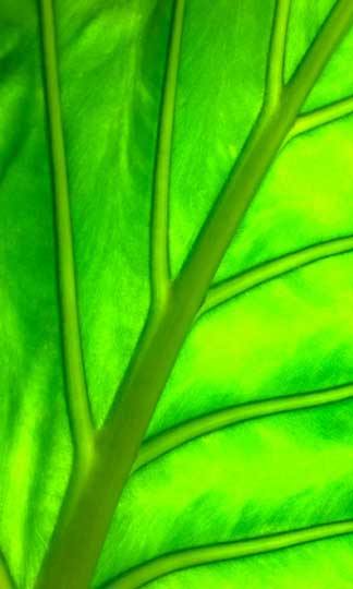 诺基亚Android手机Nokia X/XL高清无码原生壁纸下载
