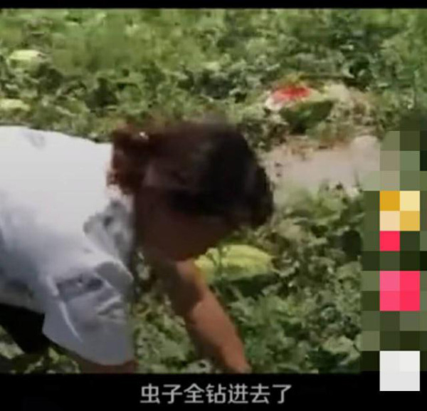 良心何在！西安农妇2000个西瓜被砍烂:学费看病费全没了,目前警方正调查中