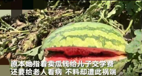 良心何在！西安农妇2000个西瓜被砍烂:学费看病费全没了,目前警方正调查中
