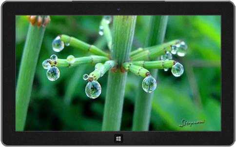 ΢Windows 8⣺,Winter Garden,Sardinian Shores,Raindrops and Dew,Butterflies of Nagpur,׶شԽر