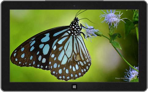 ΢Windows 8⣺,Winter Garden,Sardinian Shores,Raindrops and Dew,Butterflies of Nagpur,׶شԽر